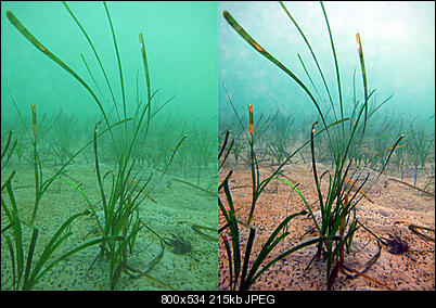 Click image for larger version

Name:	eelgrass_enhance.jpg
Views:	640
Size:	214.8 KB
ID:	11420