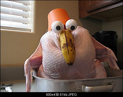 Click image for larger version

Name:	turkey.jpg
Views:	499
Size:	60.8 KB
ID:	11885