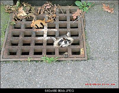 Click image for larger version

Name:	Raccoon%20002.jpg
Views:	20
Size:	85.6 KB
ID:	13678