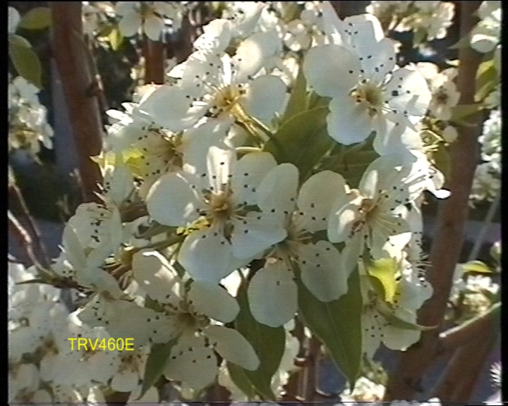 Click image for larger version

Name:	flower460e.jpg
Views:	12803
Size:	246.1 KB
ID:	16788