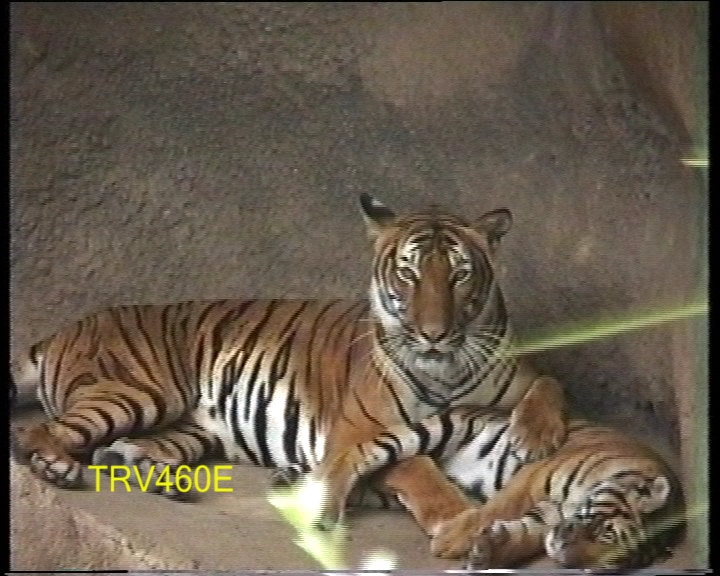 Click image for larger version

Name:	BigCat460.jpg
Views:	13059
Size:	242.2 KB
ID:	16812