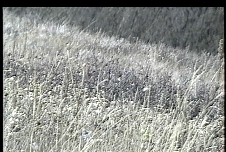 Click image for larger version

Name:	VBI Vegetation AG-1970 Soft - YC - DPS-470AV TBC Extreme.png
Views:	4003
Size:	729.6 KB
ID:	20712