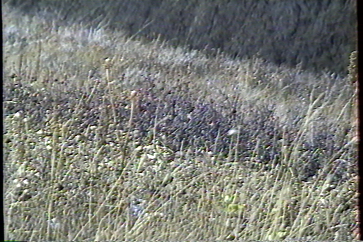 Click image for larger version

Name:	VBI Vegetation AG-1970 Soft - YC - Diamond VC500.png
Views:	3822
Size:	700.4 KB
ID:	20713