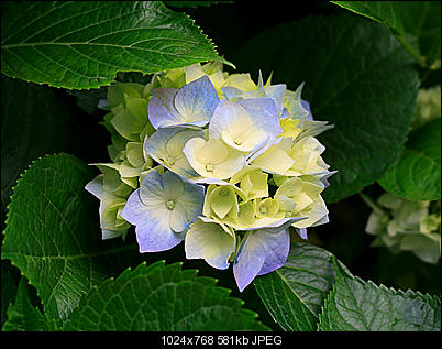 Click image for larger version

Name:	Hydrangeas.jpg
Views:	326
Size:	581.3 KB
ID:	23015