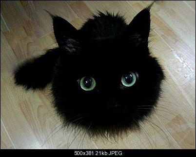 Click image for larger version

Name:	cccat.jpg
Views:	2082
Size:	21.3 KB
ID:	24679