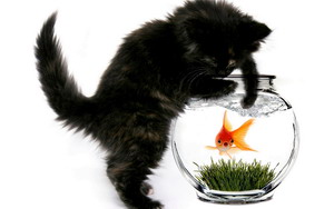 Name:  catn.jpg
Views: 733
Size:  14.2 KB