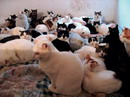 Name:  cats.jpg
Views: 524
Size:  6.8 KB