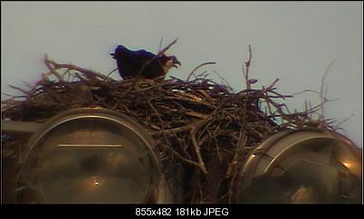 Click image for larger version

Name:	tele_bird.jpg
Views:	1277
Size:	180.7 KB
ID:	25045