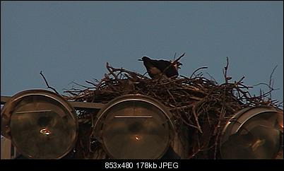 Click image for larger version

Name:	no_tele_bird.jpg
Views:	1374
Size:	178.3 KB
ID:	25046