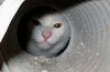 Name:  Pipe-cat_1404264i.jpg
Views: 377
Size:  3.1 KB