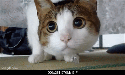 Click image for larger version

Name:	cucat.gif
Views:	588
Size:	569.7 KB
ID:	25152