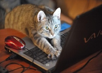 Name:  ccat3.jpg
Views: 860
Size:  30.9 KB