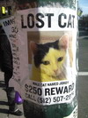 Name:  Lost Cat.jpg
Views: 334
Size:  14.1 KB