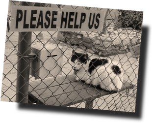 Name:  cathelp.jpg
Views: 649
Size:  33.1 KB