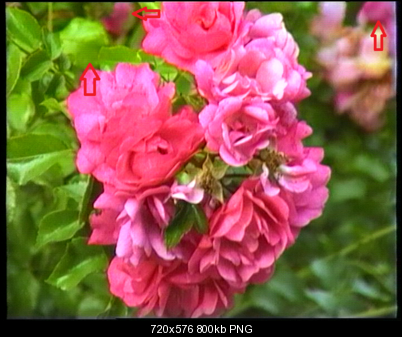 Click image for larger version

Name:	palflower.png
Views:	1395
Size:	800.2 KB
ID:	25342