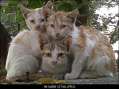 Click image for larger version

Name:	PCATS.JPG
Views:	410
Size:	127.5 KB
ID:	26031