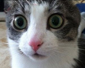 Name:  CCATS7.JPG
Views: 894
Size:  12.4 KB