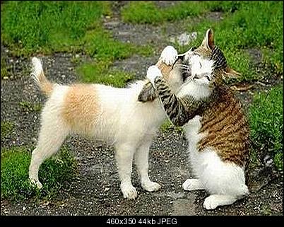 Click image for larger version

Name:	ccat7.jpg
Views:	162
Size:	44.0 KB
ID:	26089