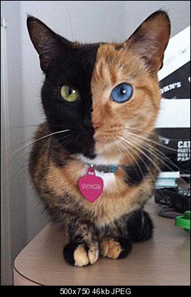 Click image for larger version

Name:	strangecat.jpg
Views:	816
Size:	45.9 KB
ID:	26138