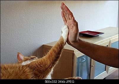 Click image for larger version

Name:	ccatb.jpg
Views:	336
Size:	34.1 KB
ID:	26427