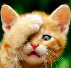 Name:  CCAT12.JPG
Views: 761
Size:  3.3 KB