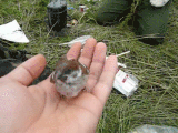 Name:  ag-plugintest6.gif
Views: 6251
Size:  2.49 MB
