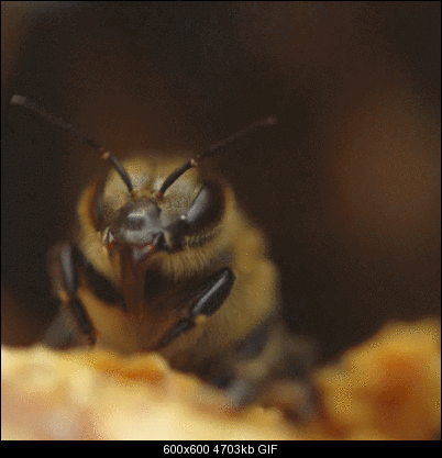 Click image for larger version

Name:	5pFuzzBee.gif
Views:	513
Size:	4.59 MB
ID:	26813