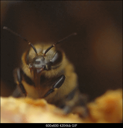 Click image for larger version

Name:	10pFuzzBee.gif
Views:	562
Size:	4.11 MB
ID:	26814