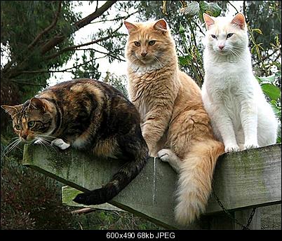 Click image for larger version

Name:	trio-cat.jpg
Views:	121
Size:	67.6 KB
ID:	26878