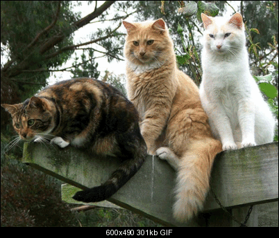 Click image for larger version

Name:	speedrazor.gif
Views:	95
Size:	300.9 KB
ID:	26880