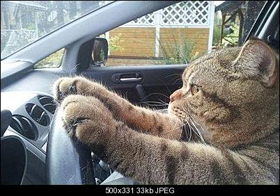 Click image for larger version

Name:	catdriver.jpg
Views:	286
Size:	32.9 KB
ID:	26952