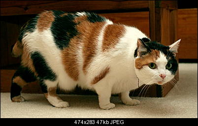 Click image for larger version

Name:	CCAT8.jpg
Views:	582
Size:	46.5 KB
ID:	27143
