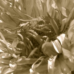 Name:  sepia.jpg
Views: 446
Size:  33.1 KB
