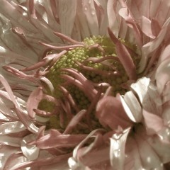 Name:  fade+sepia.jpg
Views: 457
Size:  19.7 KB
