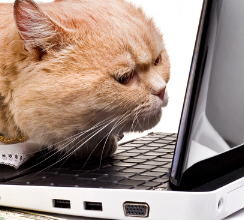 Name:  CCAT9.JPG
Views: 343
Size:  13.7 KB
