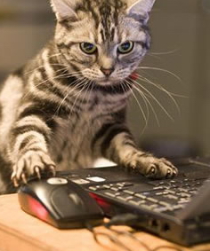 Name:  1CCAT5.jpg
Views: 1057
Size:  60.5 KB
