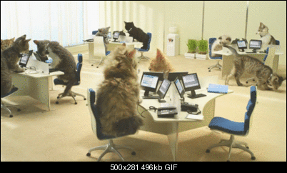 Click image for larger version

Name:	cat44gif.gif
Views:	181
Size:	496.1 KB
ID:	27217