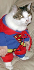 Name:  SUPERCAT.jpg
Views: 1206
Size:  31.1 KB