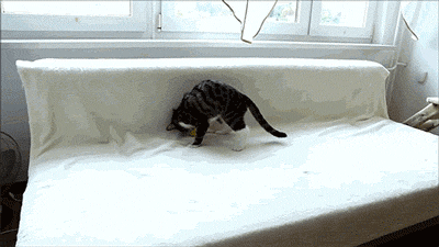 Name:  crazy-cat.gif
Views: 1810
Size:  895.0 KB