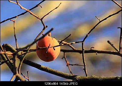 Click image for larger version

Name:	fruits_pf_full.jpg
Views:	773
Size:	145.5 KB
ID:	27691
