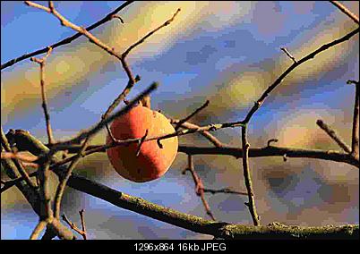 Click image for larger version

Name:	fruits_16k.jpg
Views:	750
Size:	16.1 KB
ID:	27693