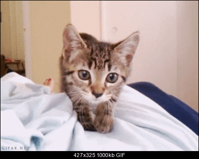 Click image for larger version

Name:	ready-steady-pounce.gif
Views:	298
Size:	1,000.1 KB
ID:	27697