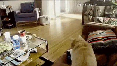 Name:  catlane.gif
Views: 549
Size:  1.26 MB