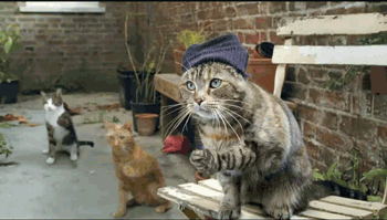 Name:  wowcat.gif
Views: 606
Size:  173.2 KB