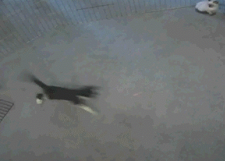 Name:  1253612165_cat_running_around.gif
Views: 1166
Size:  344.2 KB