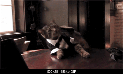 Click image for larger version

Name:	ccat6.gif
Views:	674
Size:	486.2 KB
ID:	27779