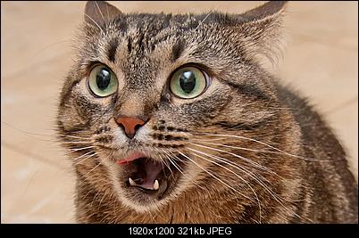 Click image for larger version

Name:	ohcat2.jpg
Views:	159
Size:	320.5 KB
ID:	27886