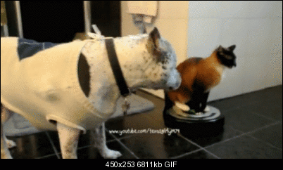 Click image for larger version

Name:	catgif2.gif
Views:	298
Size:	6.65 MB
ID:	28320