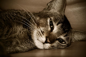 Name:  crying_cat2.jpg
Views: 3046
Size:  82.4 KB
