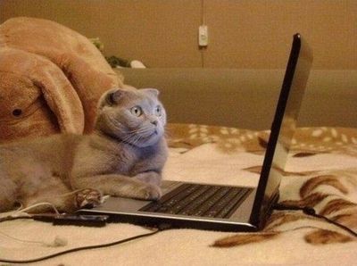 Name:  confusedcat.jpg
Views: 874
Size:  21.9 KB